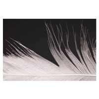 Fotografie Bird Feather Close Up, by Simon Gakhar, (40 x 26.7 cm)