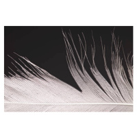 Fotografie Bird Feather Close Up, by Simon Gakhar, 40 × 26.7 cm