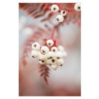 Fotografie Berries on a twig, Studio Collection, 26.7 × 40 cm