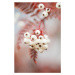 Fotografie Berries on a twig, Studio Collection, 26.7 × 40 cm