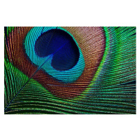 Umělecká fotografie Peacock feather, ithinksky, (40 x 26.7 cm)