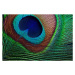 Fotografie Peacock feather, ithinksky, (40 x 26.7 cm)