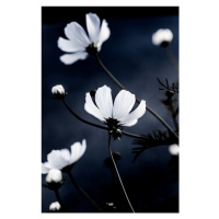 Fotografie Wild Flowers, Mareike Böhmer, 26.7 × 40 cm