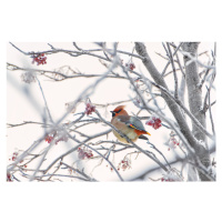 Fotografie Waxwing, Konstantin Selezenev, 40 × 26.7 cm