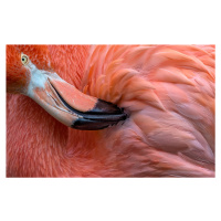 Fotografie Flamingo Close Up, Xavier	Ortega, (40 x 24.6 cm)
