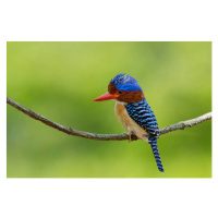 Fotografie Banded Kingfisher perching on a branch,, BirdHunter591, (40 x 26.7 cm)