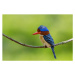 Umělecká fotografie Banded Kingfisher perching on a branch,, BirdHunter591, (40 x 26.7 cm)