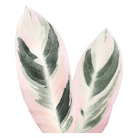 Ilustrace Pink Tropical Leaf, Sisi & Seb, 30x40 cm