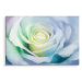 Plátno Bílá Růže Varianta: 30x20