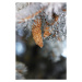 Fotografie Frozen pinecones in winter, sangfoto, 26.7 × 40 cm