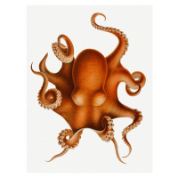 Obrazová reprodukce The Polypus Levis Octopus, Carl Chun, 30 × 40 cm