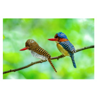 Fotografie Beautiful couple of Banded Kingfisher birds, boonchai wedmakawand, 40x26.7 cm