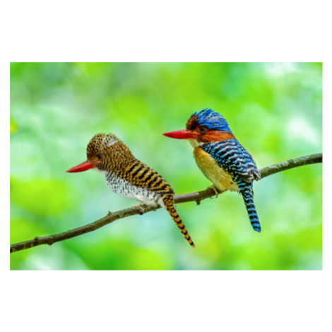 Umělecká fotografie Beautiful couple of Banded Kingfisher birds, boonchai wedmakawand, (40 x 26.