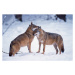 Fotografie Wolves snuggling in winter, Martin Ruegner, 40 × 26.7 cm