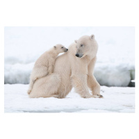 Fotografie Polar bear, Flinster007, (40 x 26.7 cm)