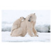 Fotografie Polar bear, Flinster007, 40 × 26.7 cm