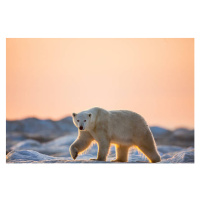 Fotografie Polar Bear on Sea Ice, Hudson Bay, Nunavut, Canada, Paul Souders, 40 × 26.7 cm