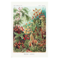 Plakát, Obraz - Ernst Haeckel - Laubmoose, 61 × 91.5 cm