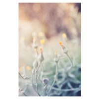 Umělecká fotografie Tiny flowers at sunset, Javier Pardina, (26.7 x 40 cm)