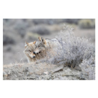 Fotografie Two Grey wolf (mostly white/tan colored), John Morrison, 40 × 26.7 cm