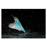 Fotografie Adult male common kingfisher emerging from, Joe Petersburger, 40 × 26.7 cm