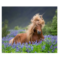 Fotografie Horse running by lupines, Arctic-Images, 40 × 33.4 cm