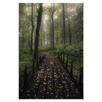 Fotografie Misty morning, Christian Lindsten, 26.7 × 40 cm