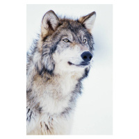 Umělecká fotografie Winter Timber Wolf, David A. Northcott, (26.7 x 40 cm)