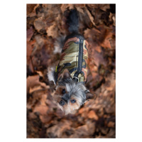 Vsepropejska Knox obleček pro psa na zip Barva: Zelená, Délka zad (cm): 26, Obvod hrudníku: 36 -