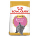 ROYAL CANIN British Shorthair suché krmivo pro koťata 2 kg