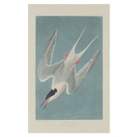 John James (after) Audubon - Obrazová reprodukce Roseate Tern, 1835, (24.6 x 40 cm)