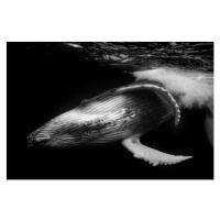 Fotografie Close up of playful juvenile Humpback, Philip Thurston, 40 × 26.7 cm