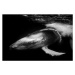 Fotografie Close up of playful juvenile Humpback, Philip Thurston, 40 × 26.7 cm