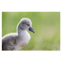 Fotografie Close-up of swan, claudia_wuethrich / 500px, 40 × 26.7 cm