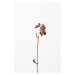 Fotografie Dried brown plant 2, Studio Collection, 26.7 × 40 cm