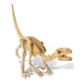 Dinosaur skeleton - velociraptor