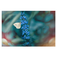 Umělecká fotografie Close-up of butterfly on purple flower, Marta Grabska / 500px, (40 x 26.7 cm
