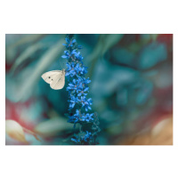 Fotografie Close-up of butterfly on purple flower, Marta Grabska / 500px, 40 × 26.7 cm