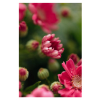 Fotografie Beauty or red flowers, Javier Pardina, (26.7 x 40 cm)