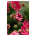 Fotografie Beauty or red flowers, Javier Pardina, 26.7x40 cm