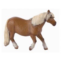 Pony Shetlandský