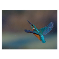 Fotografie Kingfisher, mark hughes, 40x30 cm