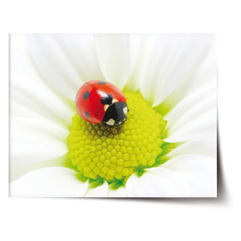 Plakát Beruška na květu - 120x80 cm