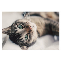Fotografie Portrait of cat, close up., Guido Mieth, 40x26.7 cm