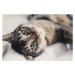 Fotografie Portrait of cat, close up., Guido Mieth, 40x26.7 cm