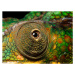 Fotografie Panther Chameleon's eye, close up, Jonathan Knowles, 40 × 30 cm