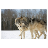 Fotografie Wolves (Canis lupus) nuzzling in snow, side view, John Giustina, (40 x 26.7 cm)