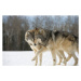 Umělecká fotografie Wolves (Canis lupus) nuzzling in snow, side view, John Giustina, (40 x 26.7 