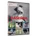 Dášeňka - DVD