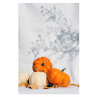 Fotografie Small pumpkins, Maryna Terletska, 26.7x40 cm
